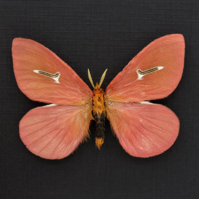 Rare pink moth framed taxidermy - Cerodirphia avenata
