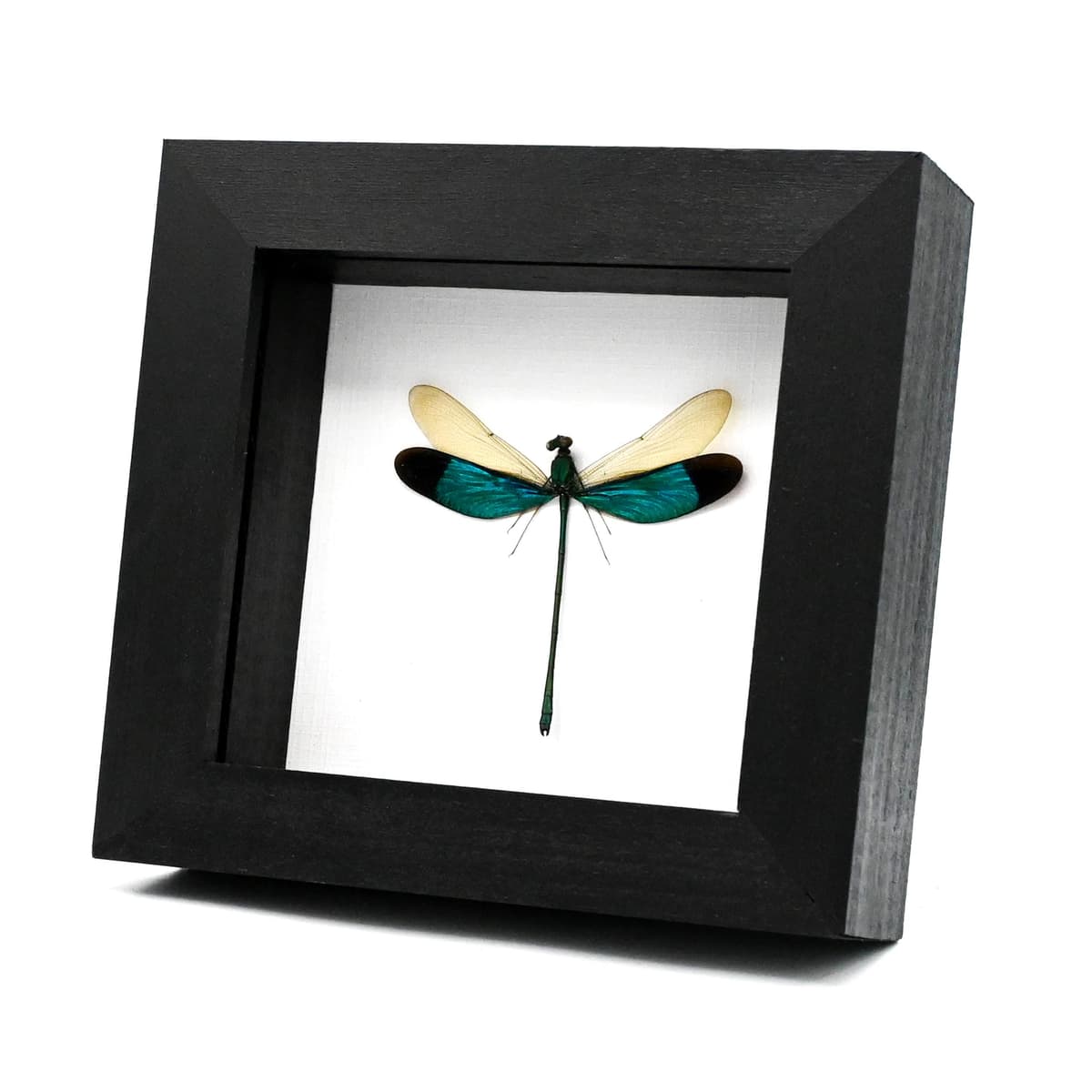 Real blue dragonfly framed taxidermy - Neurobasis chinensis