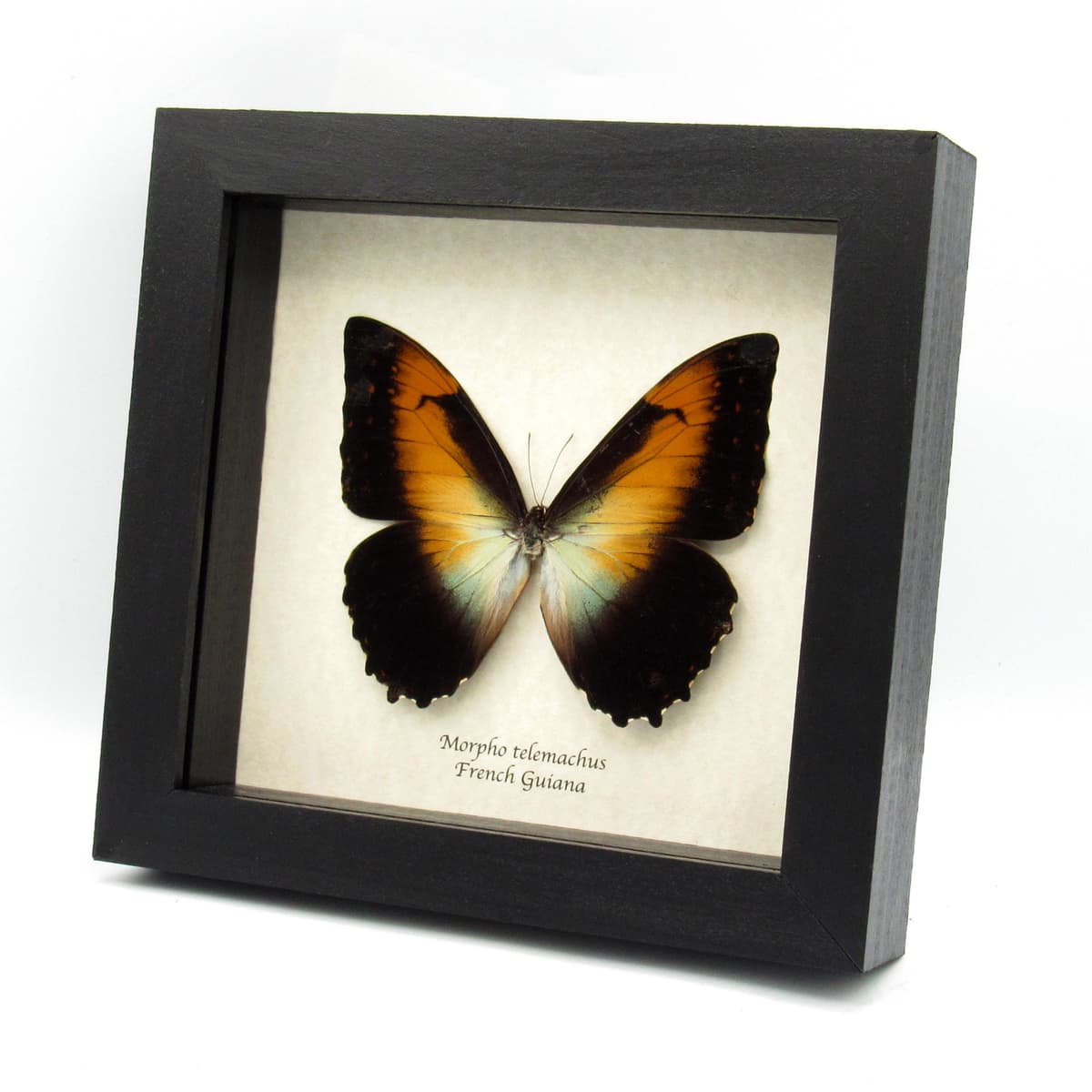 Real large framed Orange Morpho butterfly taxidermy - Morpho telemachus
