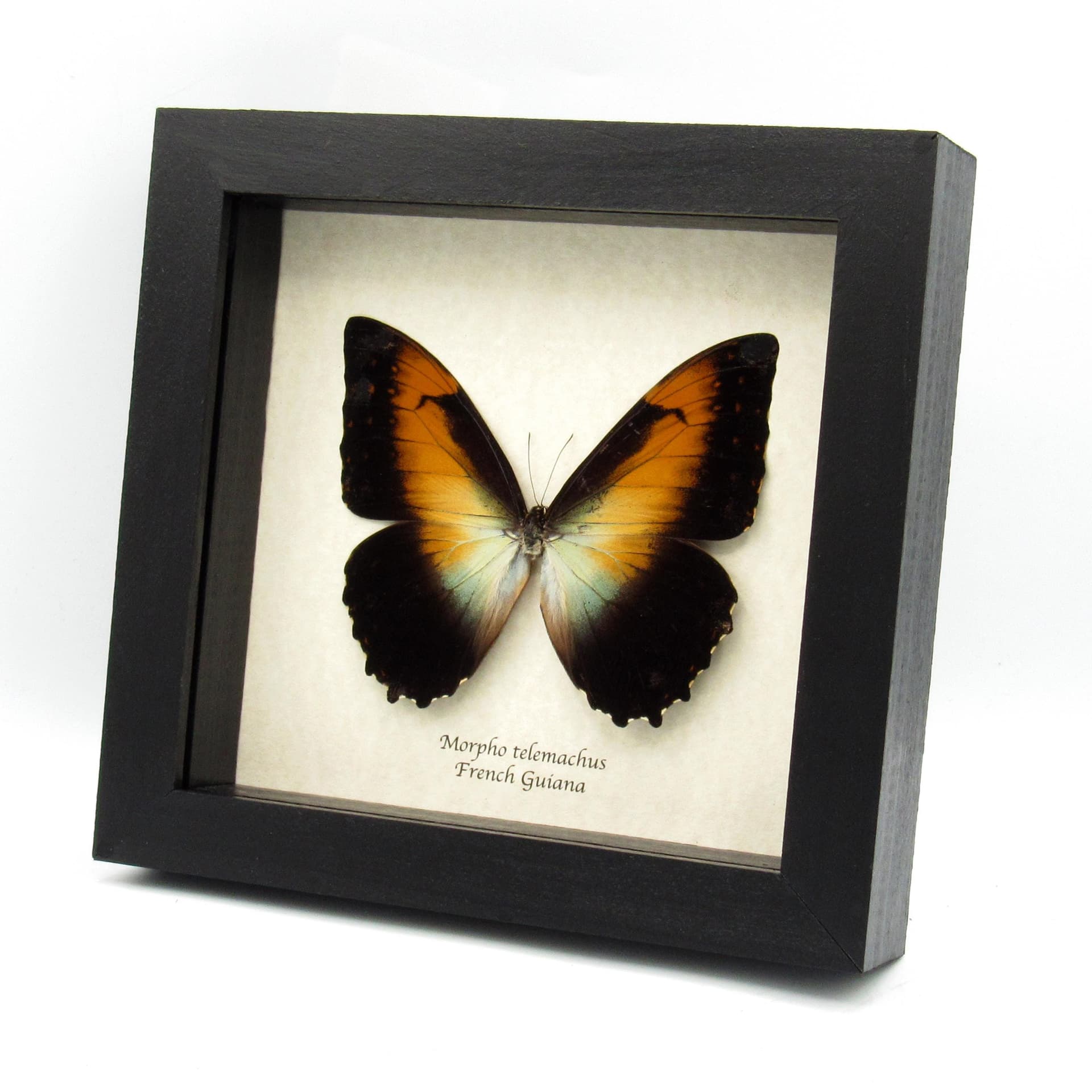 Real large framed Orange Morpho butterfly taxidermy - Morpho telemachus