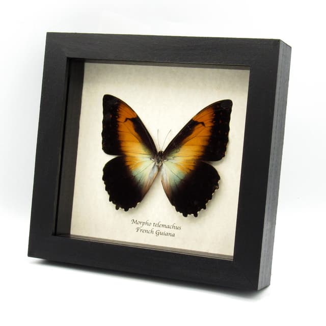 Real large framed Orange Morpho butterfly taxidermy - Morpho telemachus