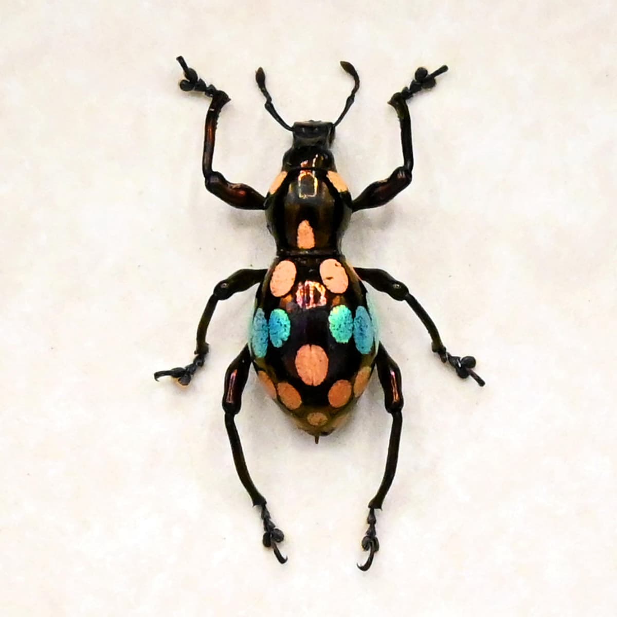 WEEVIL MANIA - Real blue beetle framed - Pachyrhynchus ocellatus - rare color form