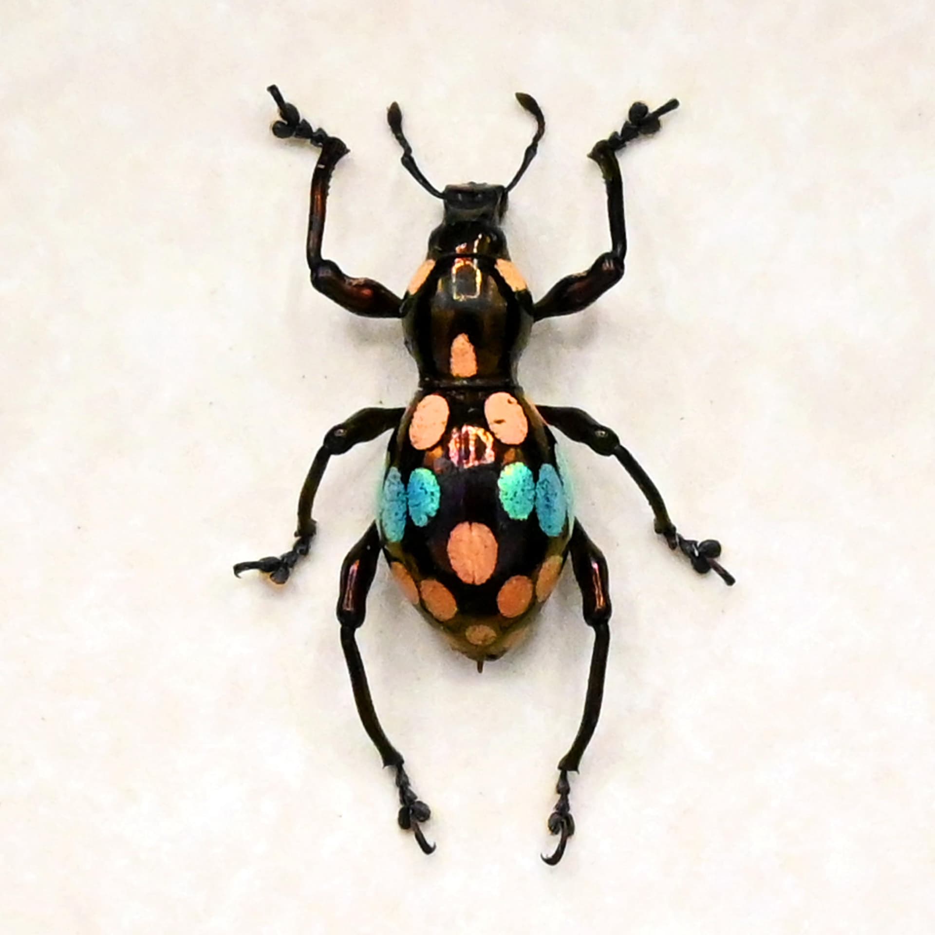 WEEVIL MANIA - Real blue beetle framed - Pachyrhynchus ocellatus - rare color form