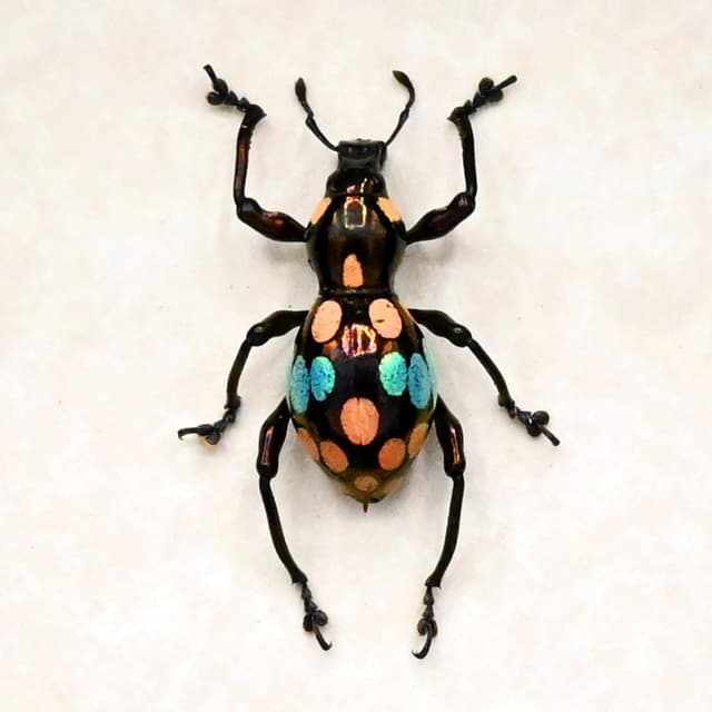 WEEVIL MANIA - Real blue beetle framed - Pachyrhynchus ocellatus - rare color form