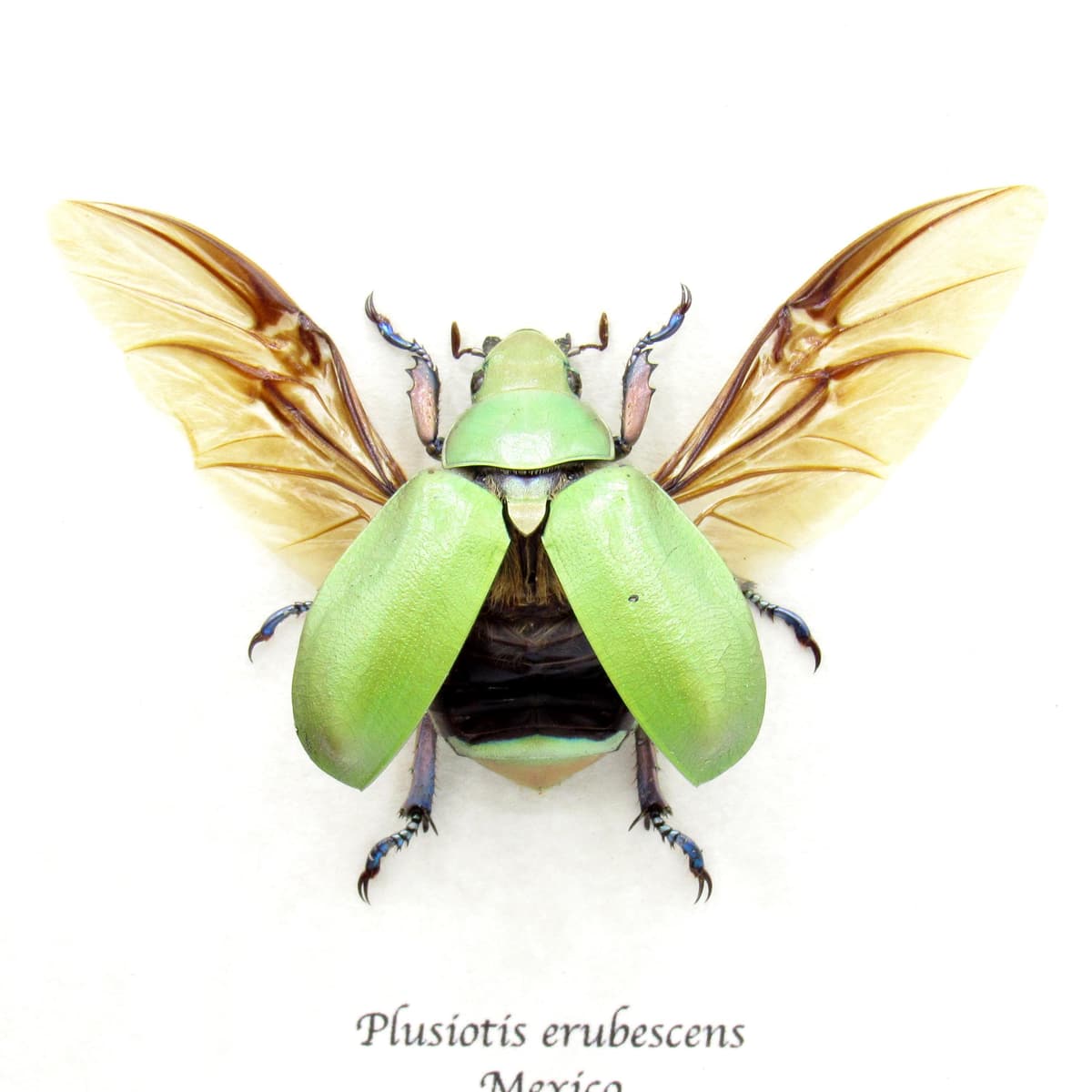 Real Scarab beetle framed taxidermy - Plusiotis erubescens