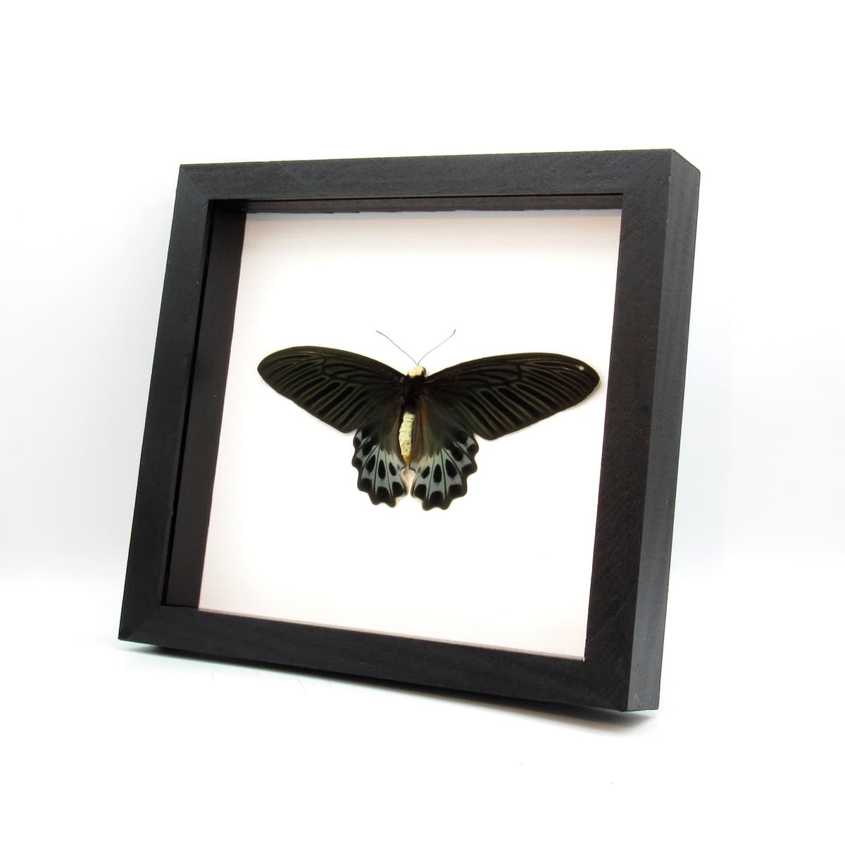 Rare Giant Swallowtail butterfly framed taxidermy - Atrophaneura sycorax egertoni - female - Victorian mount