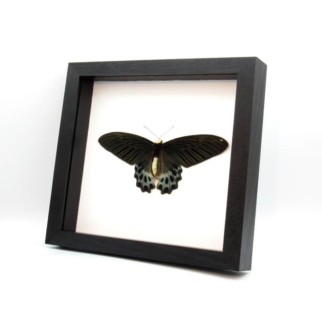 Rare Giant Swallowtail butterfly framed taxidermy - Atrophaneura sycorax egertoni - female - Victorian mount