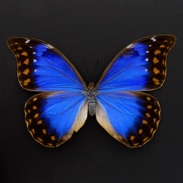 Very rare metallic blue/violet Morpho butterfly framed taxidermy - Morpho anaxibia - large female - minor damage