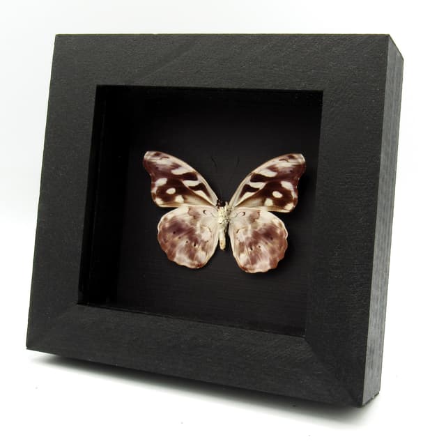 Real butterfly framed specimen - Catonephele acontius - female