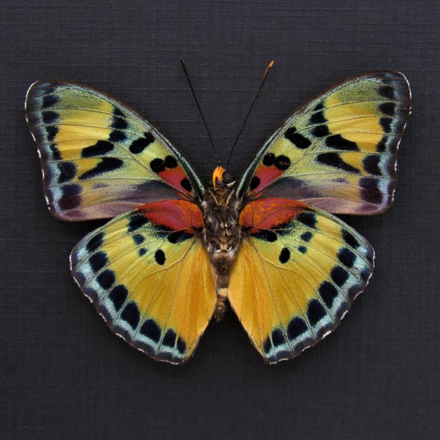 Rare Forester butterfly framed specimen - Euphaedra aureola - large female