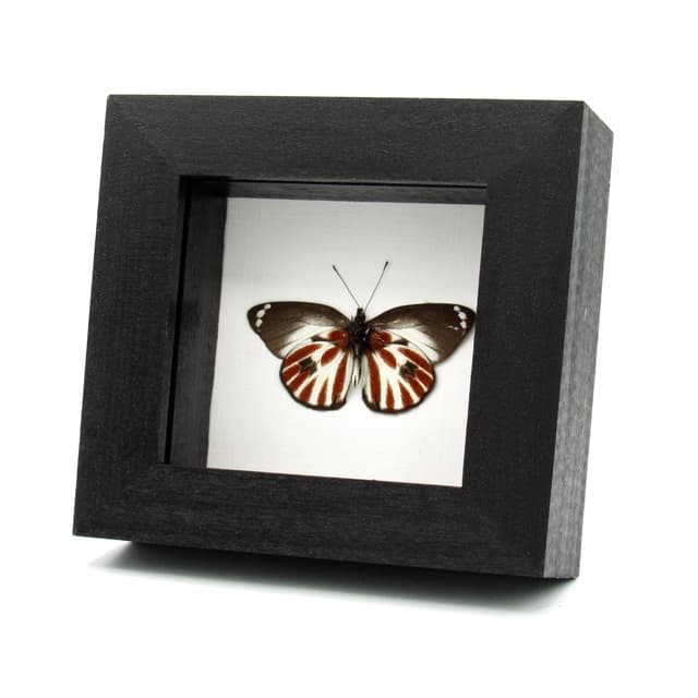 Rare Zebra Delias butterfly framed taxidermy - Delias nais zebra - Victorian mount