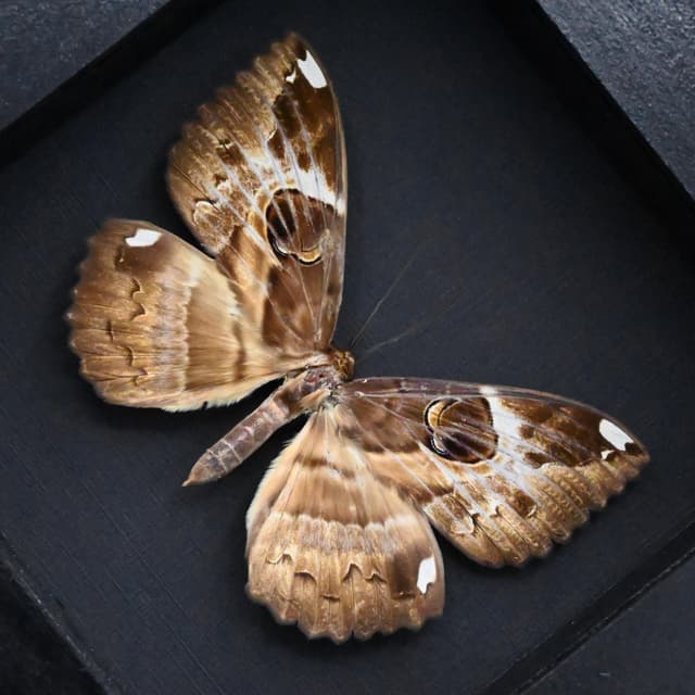 Real Bark mimic Owl moth framed taxidermy - Erebus ephesperis