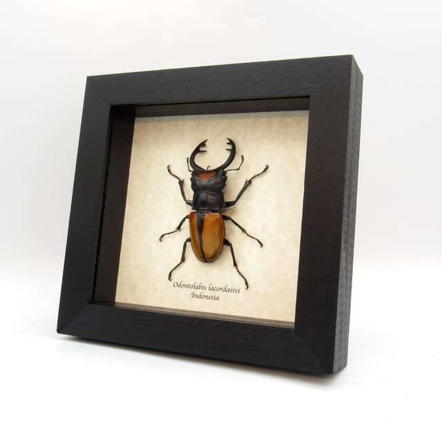 Real Stag Beetle framed taxidermy - Odontolabis lacordairei