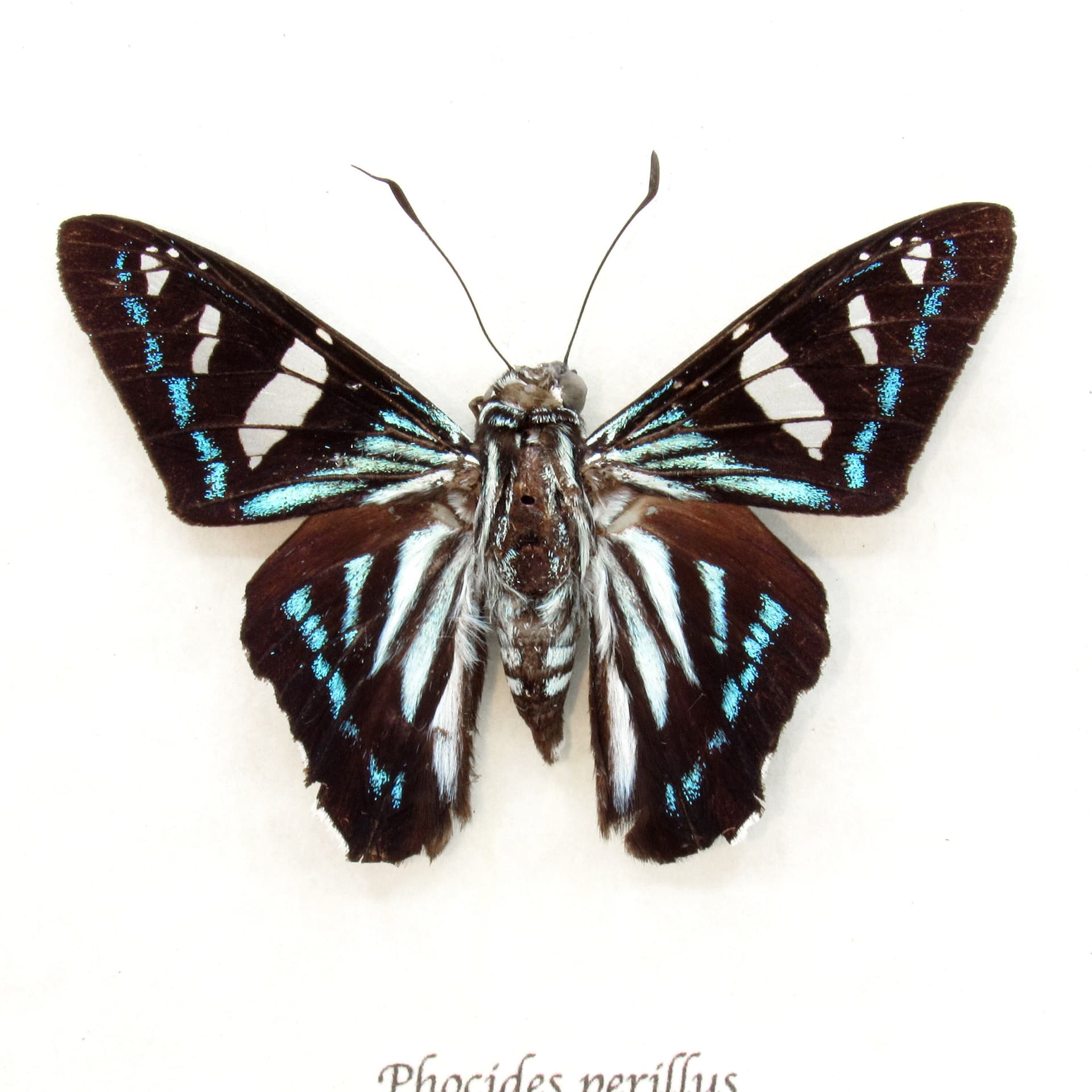 Rare Blue Skipper butterfly framed taxidermy - Phocides perillus