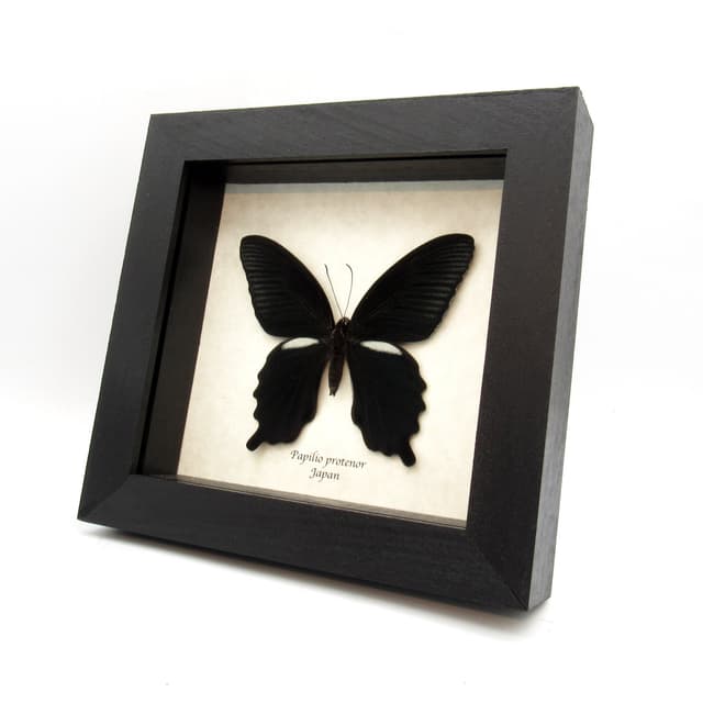 Real Black Spangle Swallowtail butterfly framed taxidermy - Papilio protenor