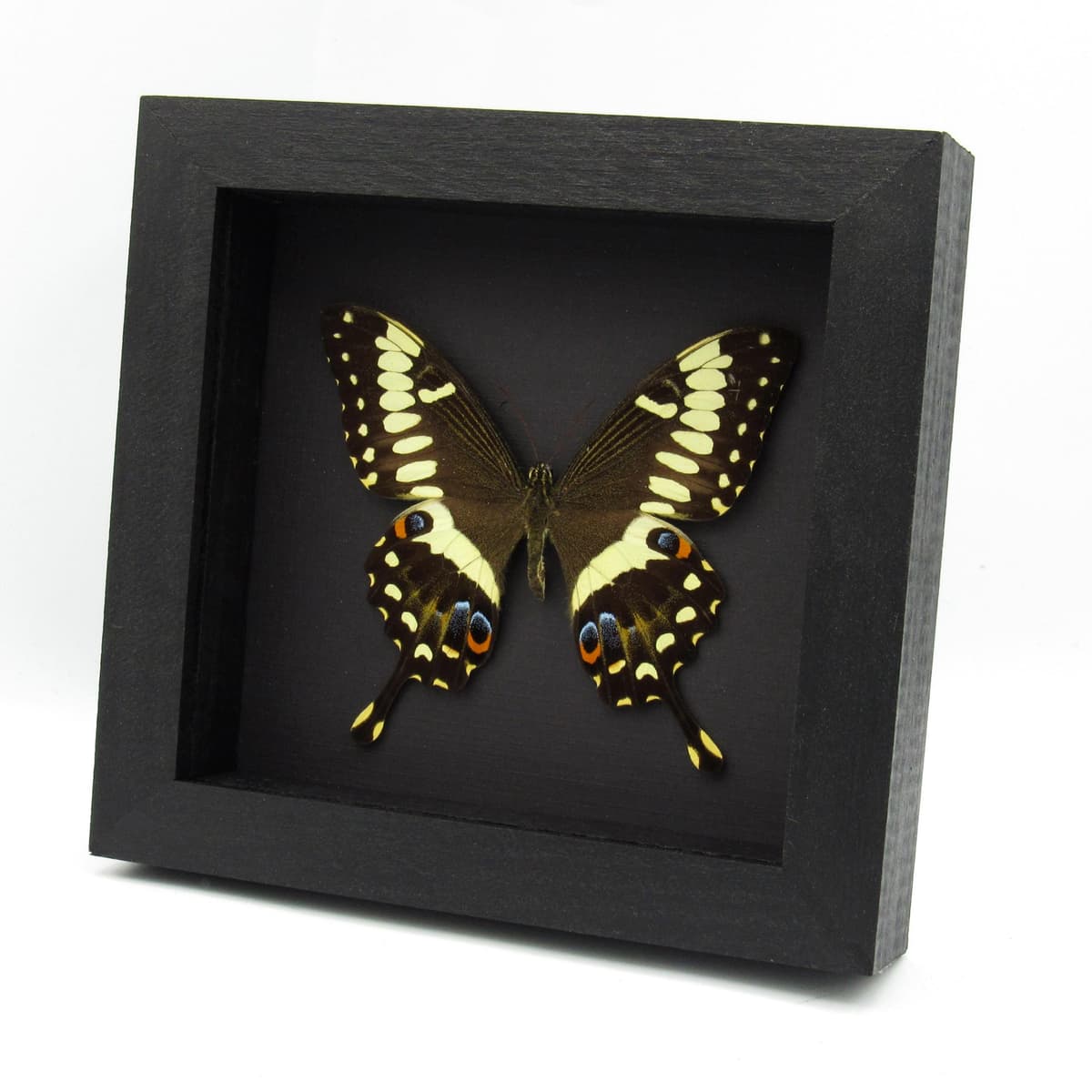Real Giant Emperor Swallowtail butterfly framed taxidermy - Papilio ophidicephalus
