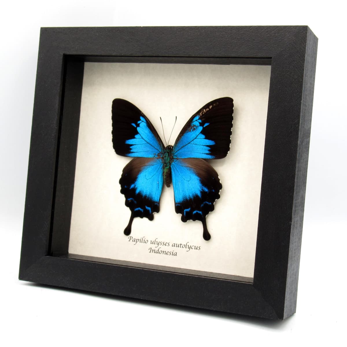 Rare metallic blue Ulysses butterfly framed taxidermy - Papilio ulysses autolycus - female - minor damage