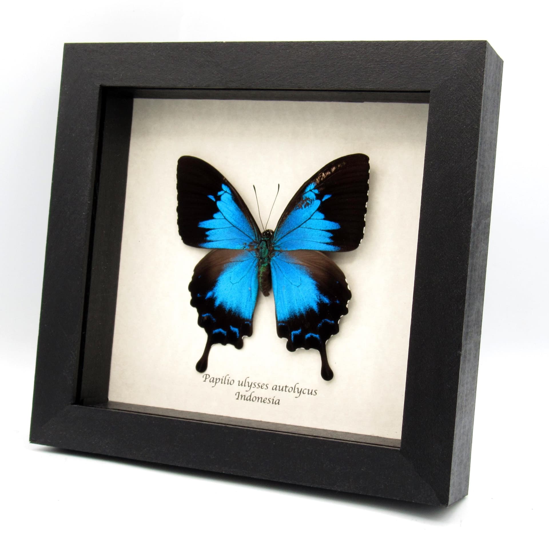 Rare metallic blue Ulysses butterfly framed taxidermy - Papilio ulysses autolycus - female - minor damage