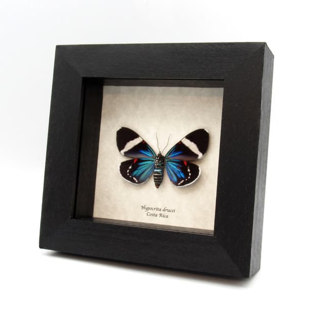 Real metallic framed moth taxidermy - Hypocrita drucei - large female