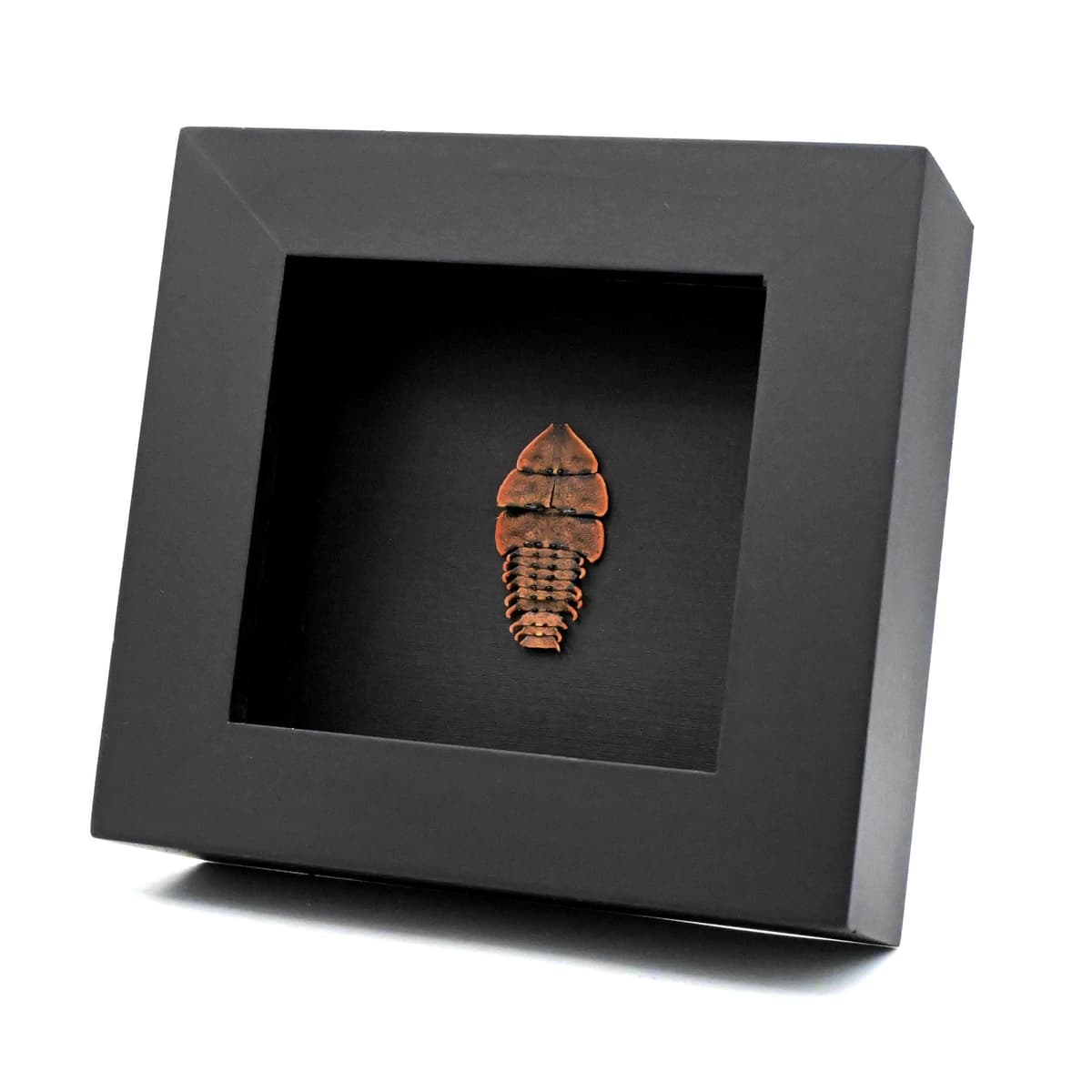 Real Trilobite beetle framed taxidermy - Duliticola species