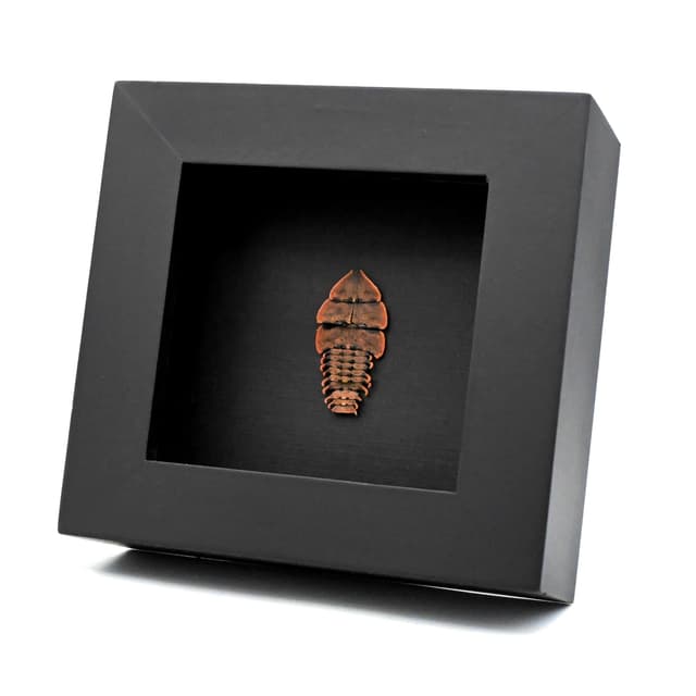 Real Trilobite beetle framed taxidermy - Duliticola species