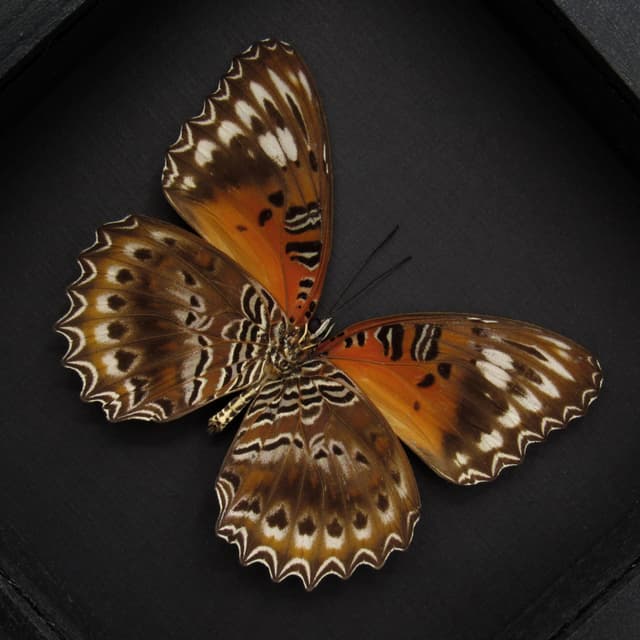 Real Eastern Red Lacewing butterfly framed taxidermy - Cethosia cydippe - large female