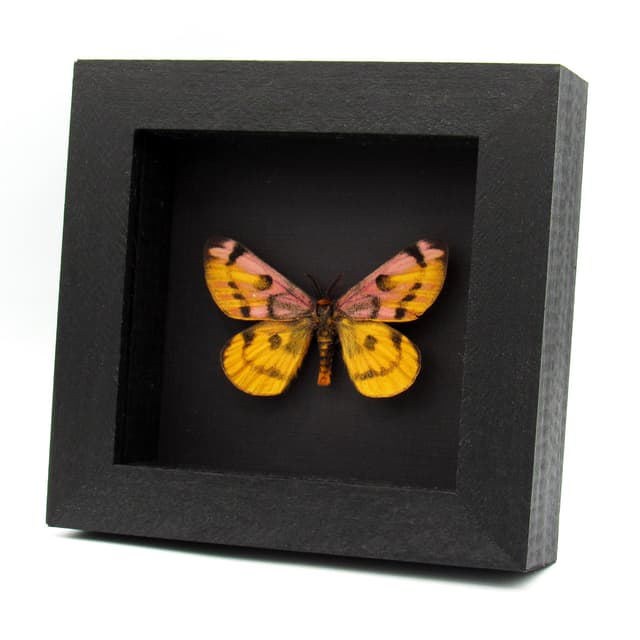 Real rare pink Western Sheep moth framed taxidermy - Hemileuca eglanterina - rare color form