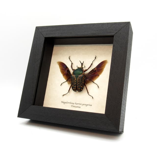 Real framed flower beetle taxidermy - Megalorrhina harrisi peregrina