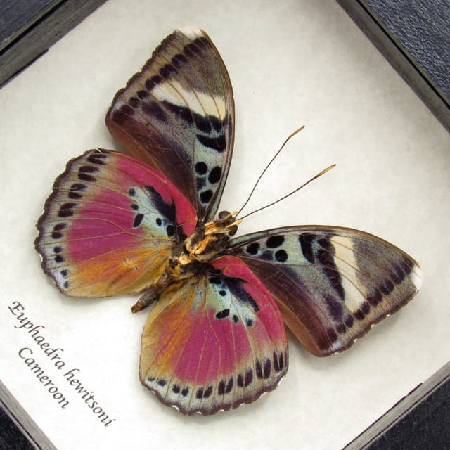 Real fuchsia Forester butterfly framed taxidermy - Euphaedra hewitsoni