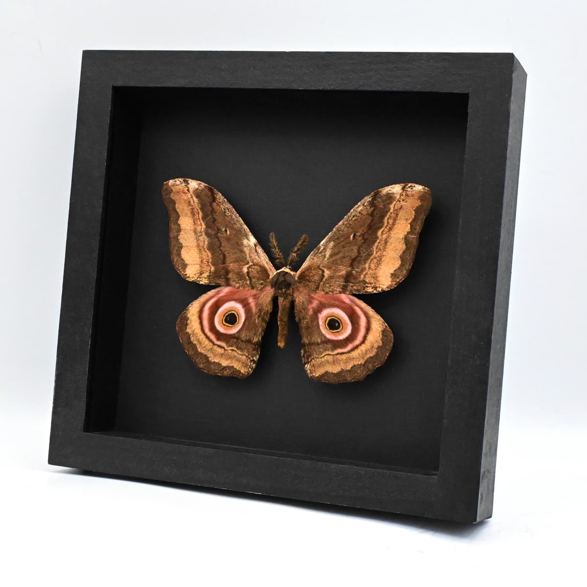 Real Giant Emperor moth framed taxidermy - Gynanisa ata