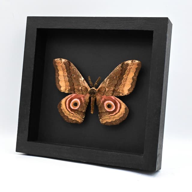 Real Giant Emperor moth framed taxidermy - Gynanisa ata