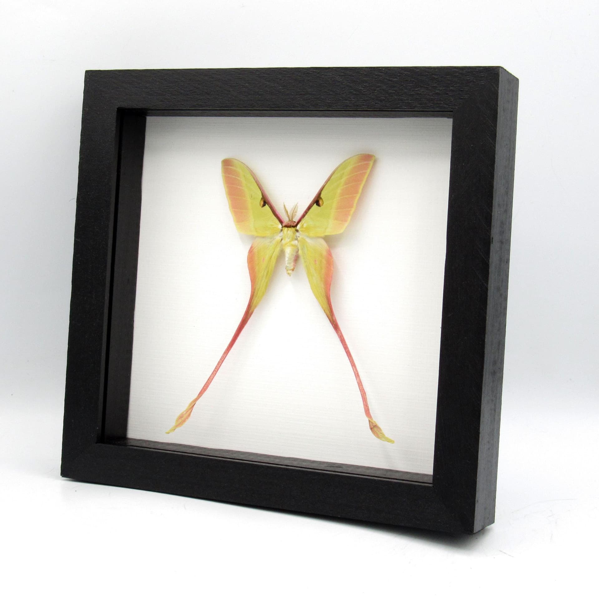 Rare pink Chinese Moon Moth framed specimen - Actias dubernardi