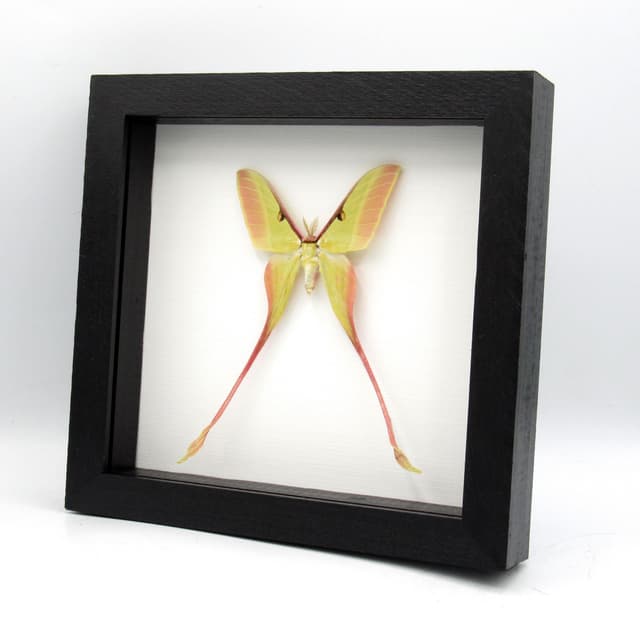 Rare pink Chinese Moon Moth framed specimen - Actias dubernardi