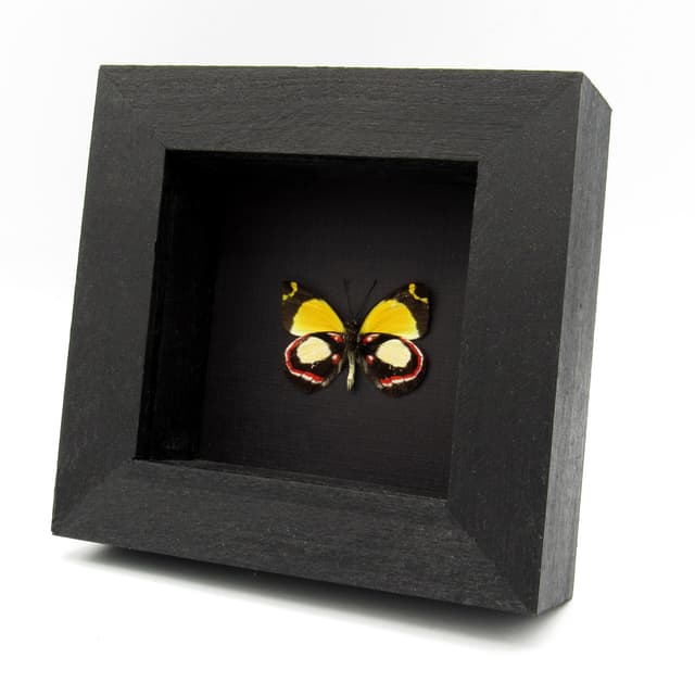 Rare Delias butterfly framed specimen - Delias leucias leucias