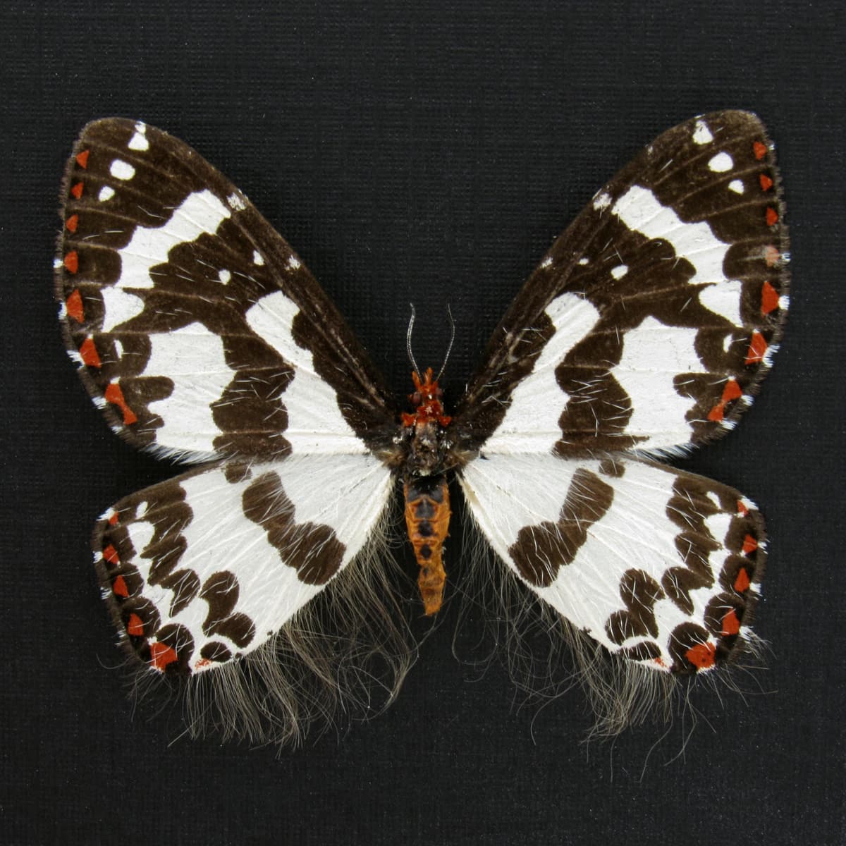 Rare hairy white moth framed specimen - Pterothysanus laticilia