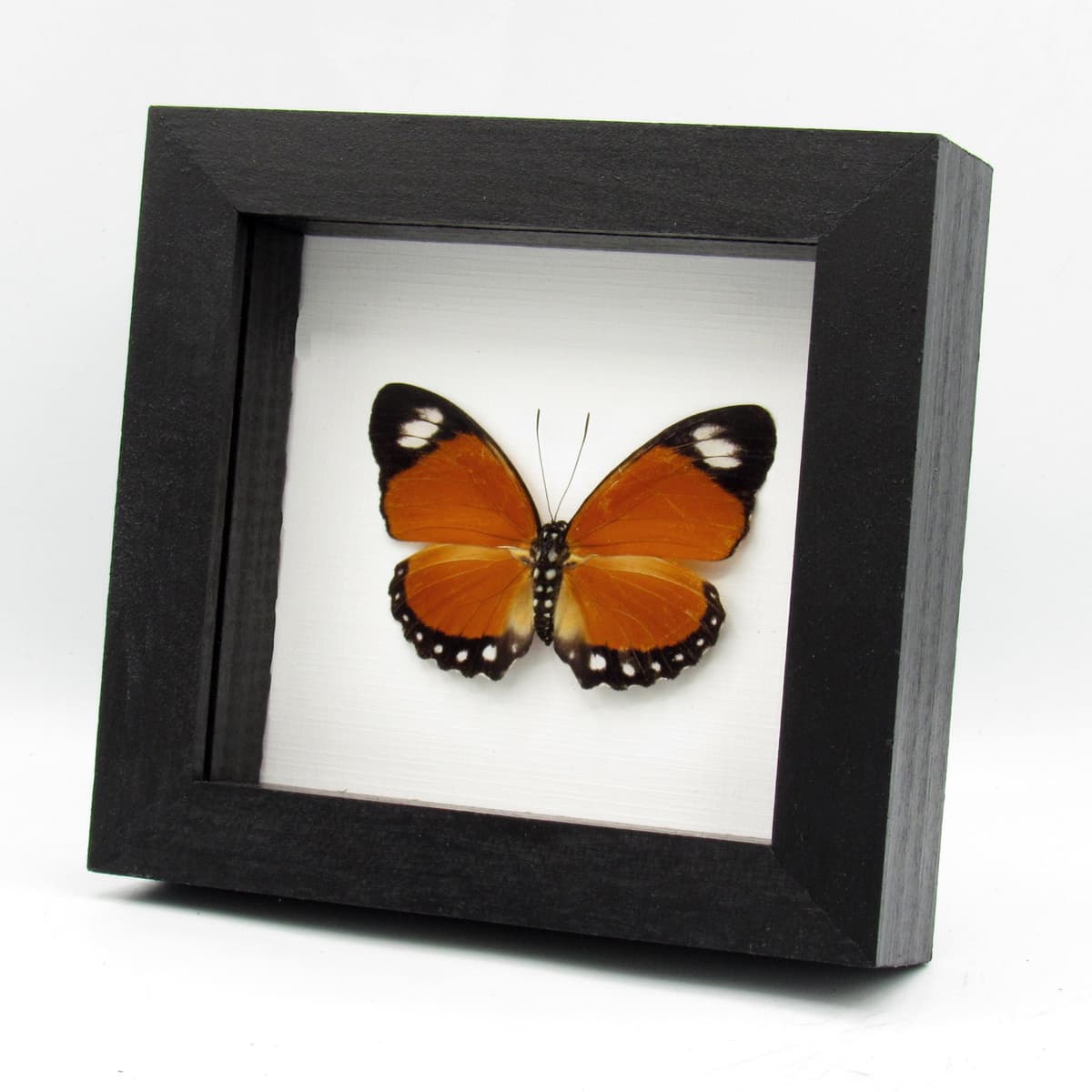 Real framed taxidermy butterfly - Euphaedra ruspina - female