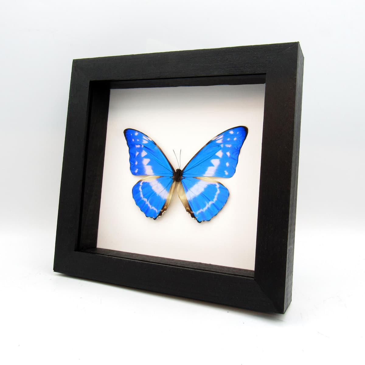 Rare metallic blue butterfly framed taxidermy - Morpho cypris - large