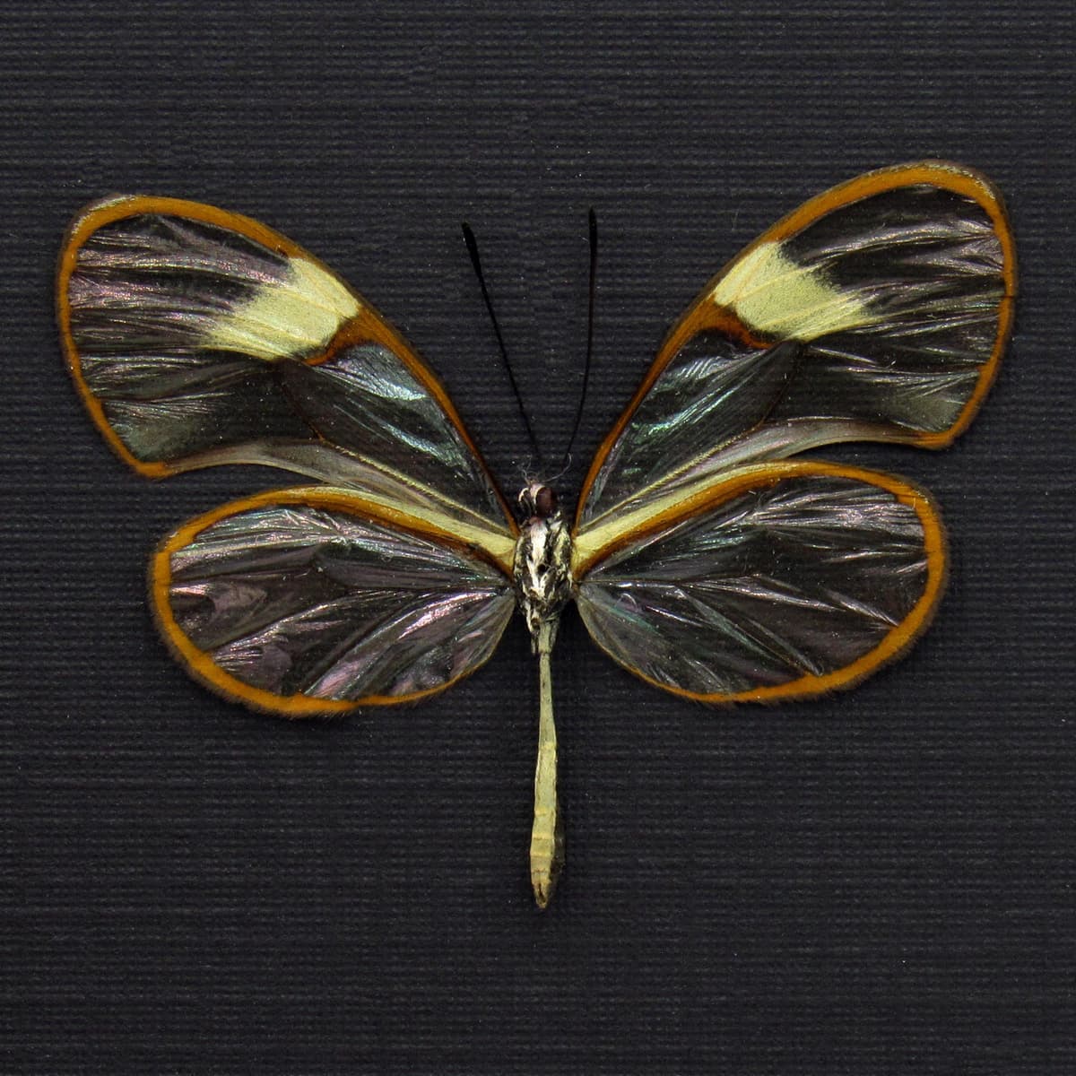 Real Clear Wing butterfly framed taxidermy - Pteronymia species