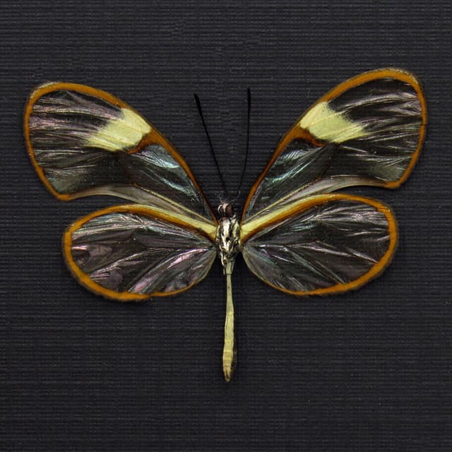 Real Clear Wing butterfly framed taxidermy - Pteronymia species