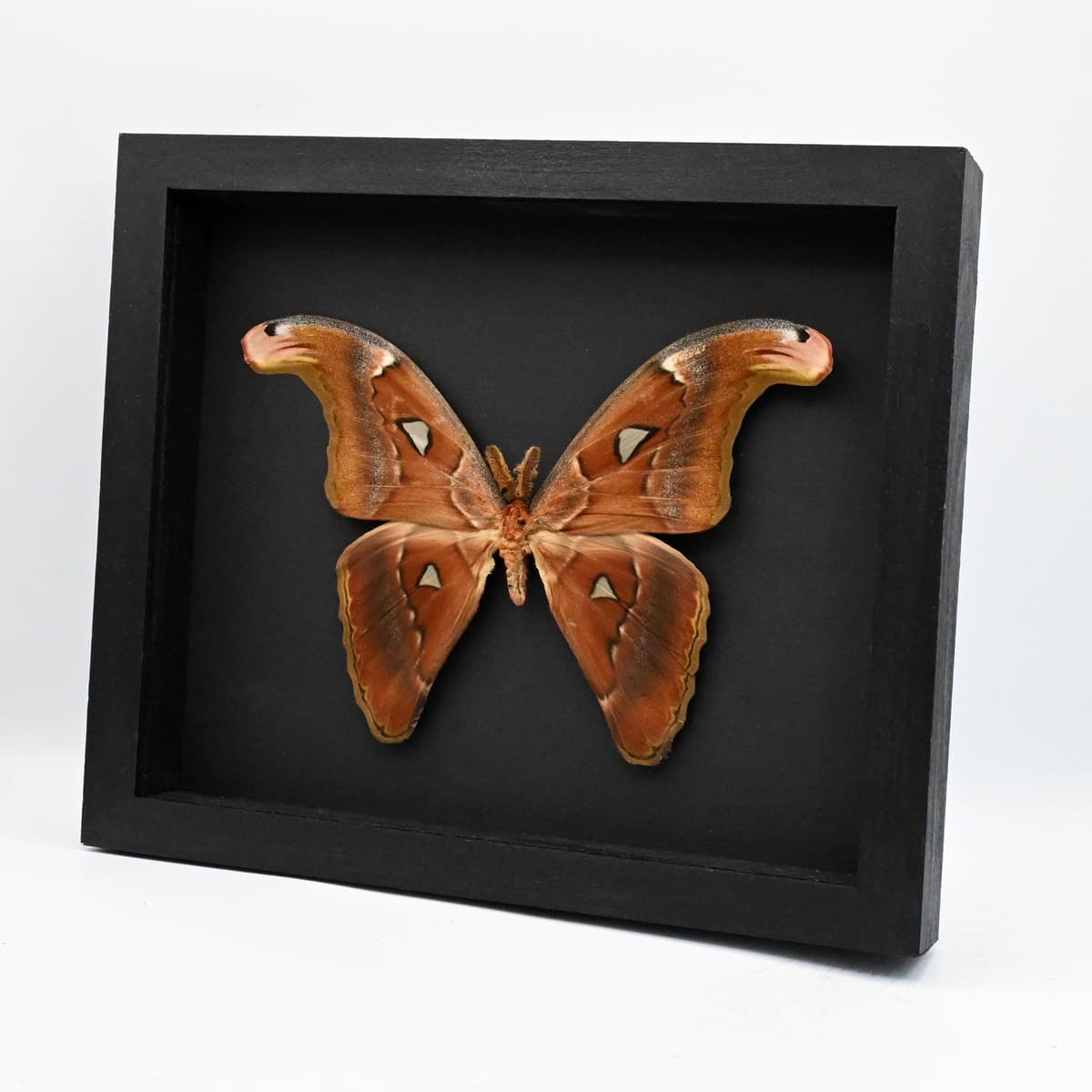 Real Giant Atlas moth framed specimen- Attacus paraliae