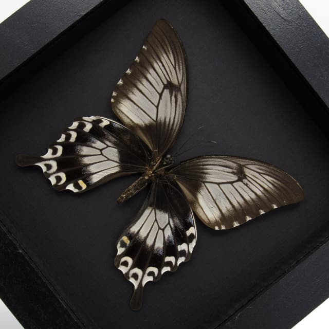Real giant swallowtail butterfly framed taxidermy - Papilio ascalaphus - large female