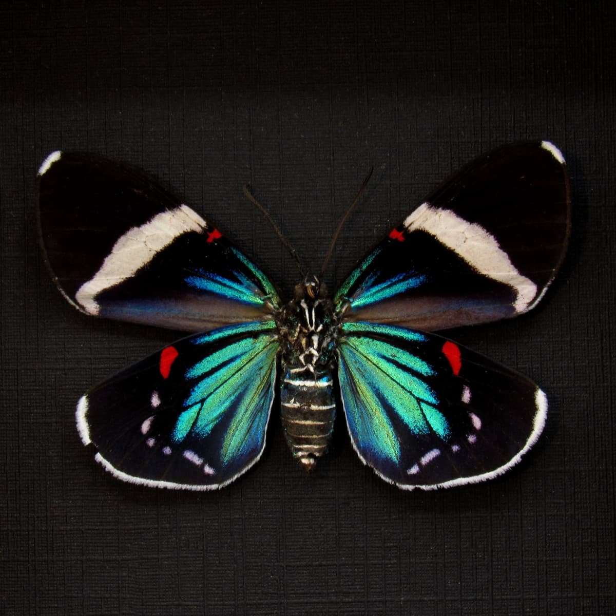 Real metallic blue framed moth taxidermy - Eucyane anerythra