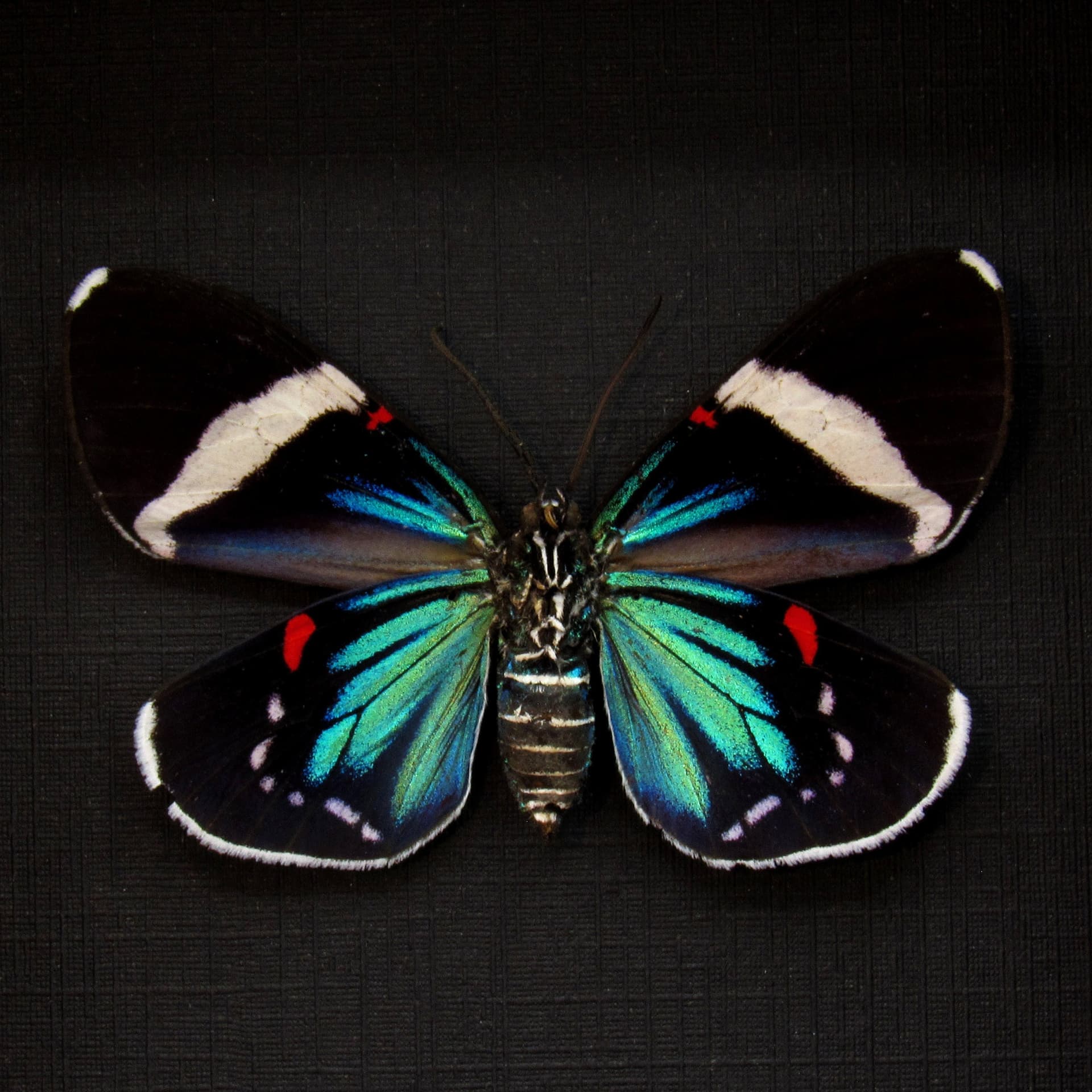 Real metallic blue framed moth taxidermy - Eucyane anerythra