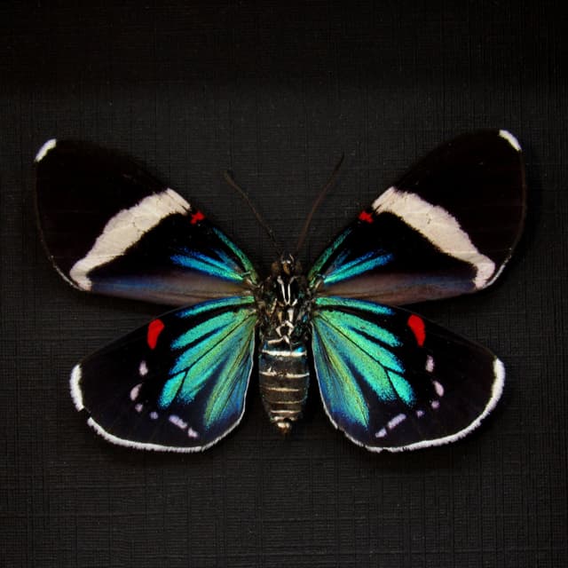 Real metallic blue framed moth taxidermy - Eucyane anerythra