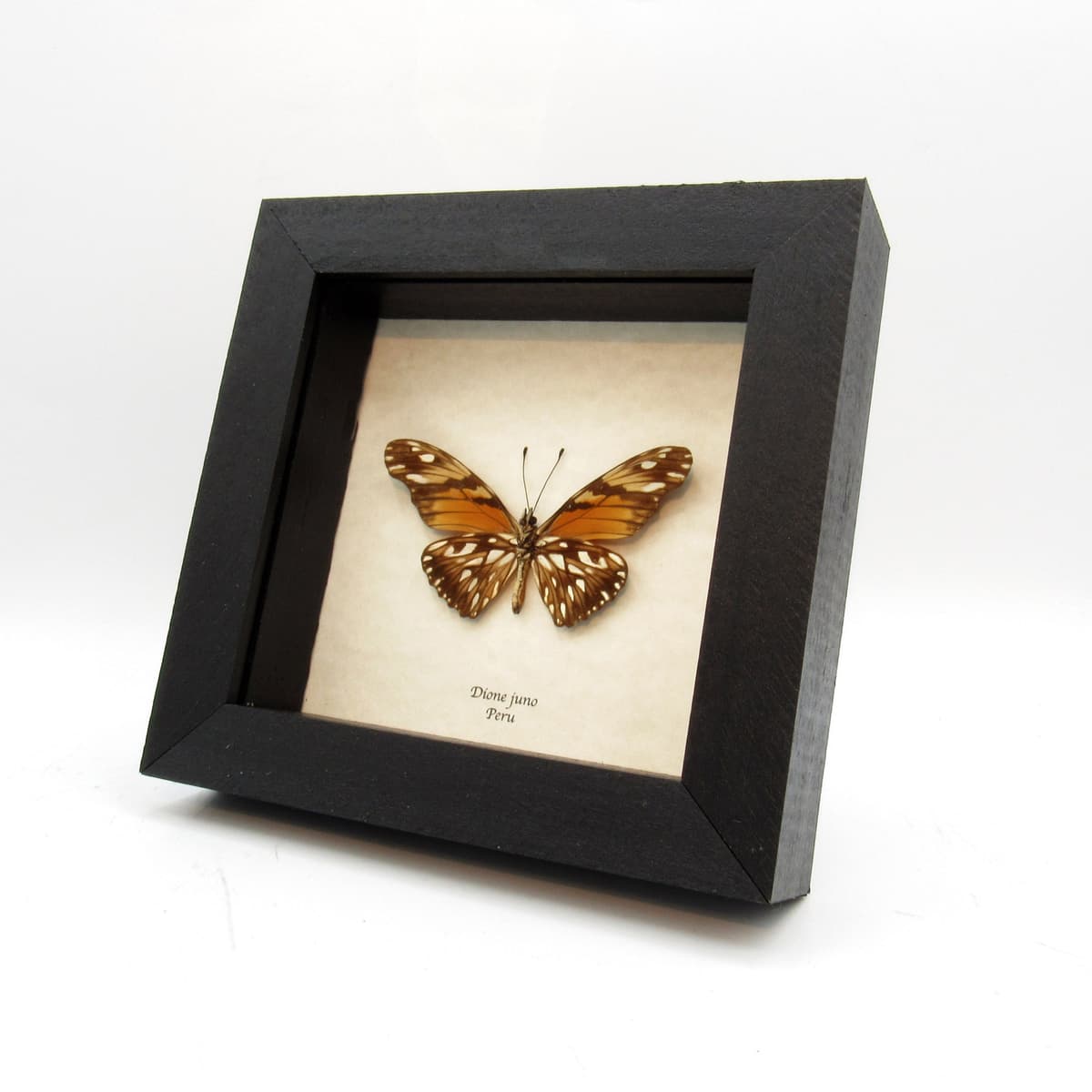 Real gold metallic butterfly framed taxidermy - Dione juno