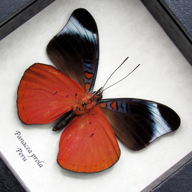Real red framed taxidermy butterfly - Panacea prola