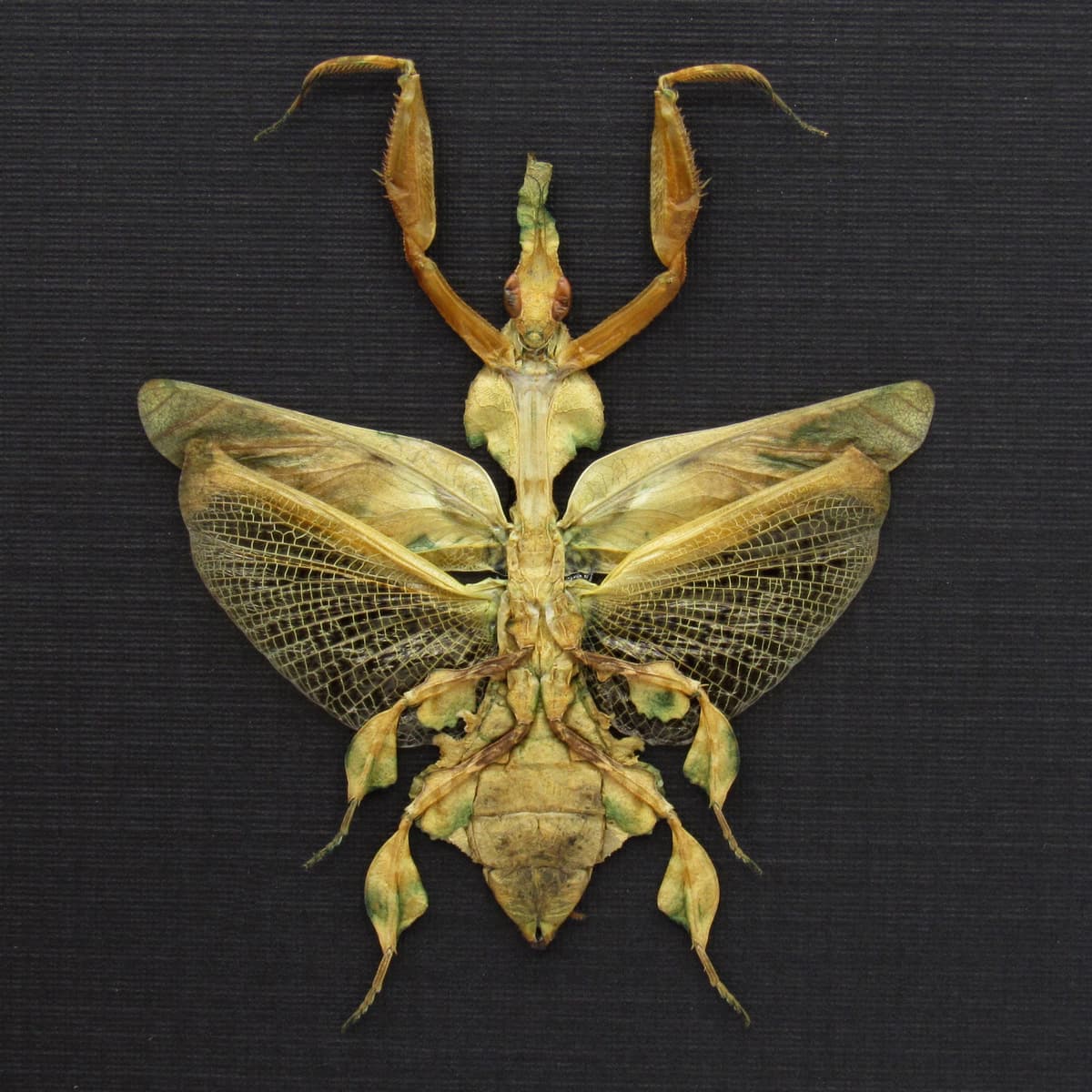 Rare Ghost Mantis framed taxidermy - Phyllocrania paradoxa - female