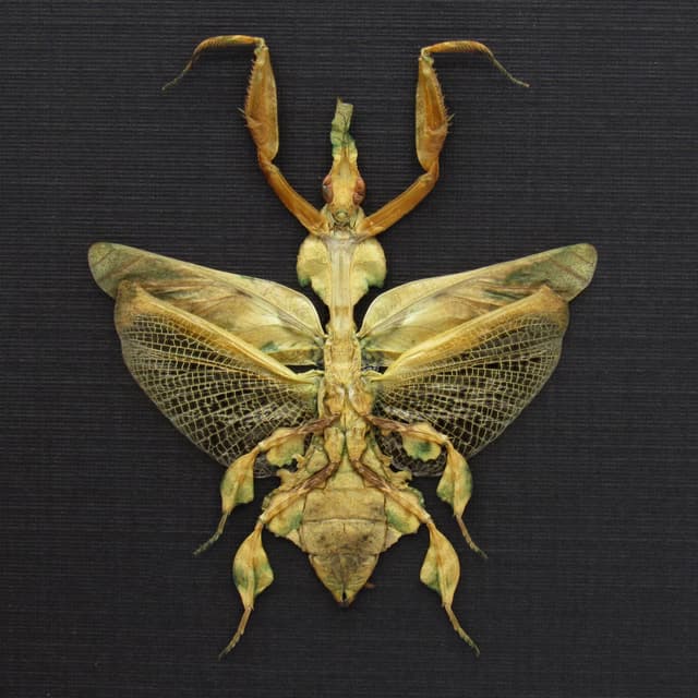 Rare Ghost Mantis framed taxidermy - Phyllocrania paradoxa - female