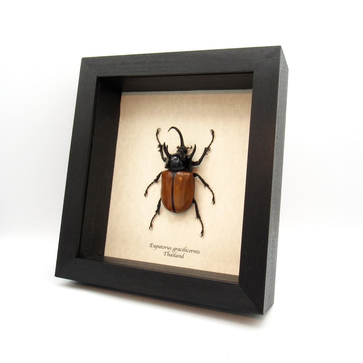 Real Giant Rhinoceros beetle framed taxidermy - Eupatorus gracilicornis