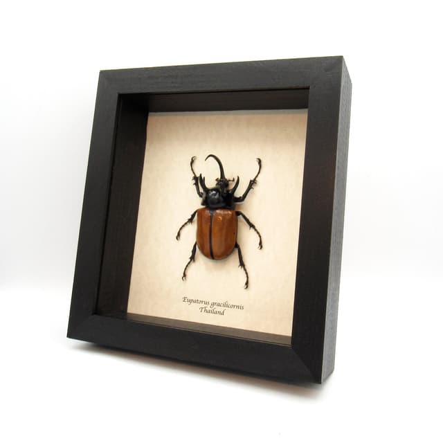 Real Giant Rhinoceros beetle framed taxidermy - Eupatorus gracilicornis